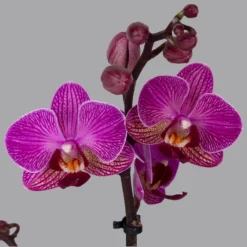Neue Veröffentlichungen -Elho || LECHUZA Verkäufe 0215170800 phalaenopsis multi lila 2 122701