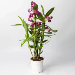 Dendrobium, Lila, Topf-Ø 12 Cm, Höhe Ca. 50-60 Cm