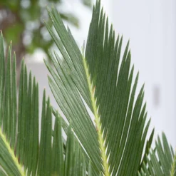 Palmfarn, Topf-Ø 24 Cm, Höhe Ca. 70-90 Cm -Elho || LECHUZA Verkäufe 0220100596 Cycas Revoluta