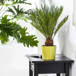 Palmfarn, Topf-Ø 24 Cm, Höhe Ca. 70-90 Cm -Elho || LECHUZA Verkäufe 0220100596 Cycas Revoluta2