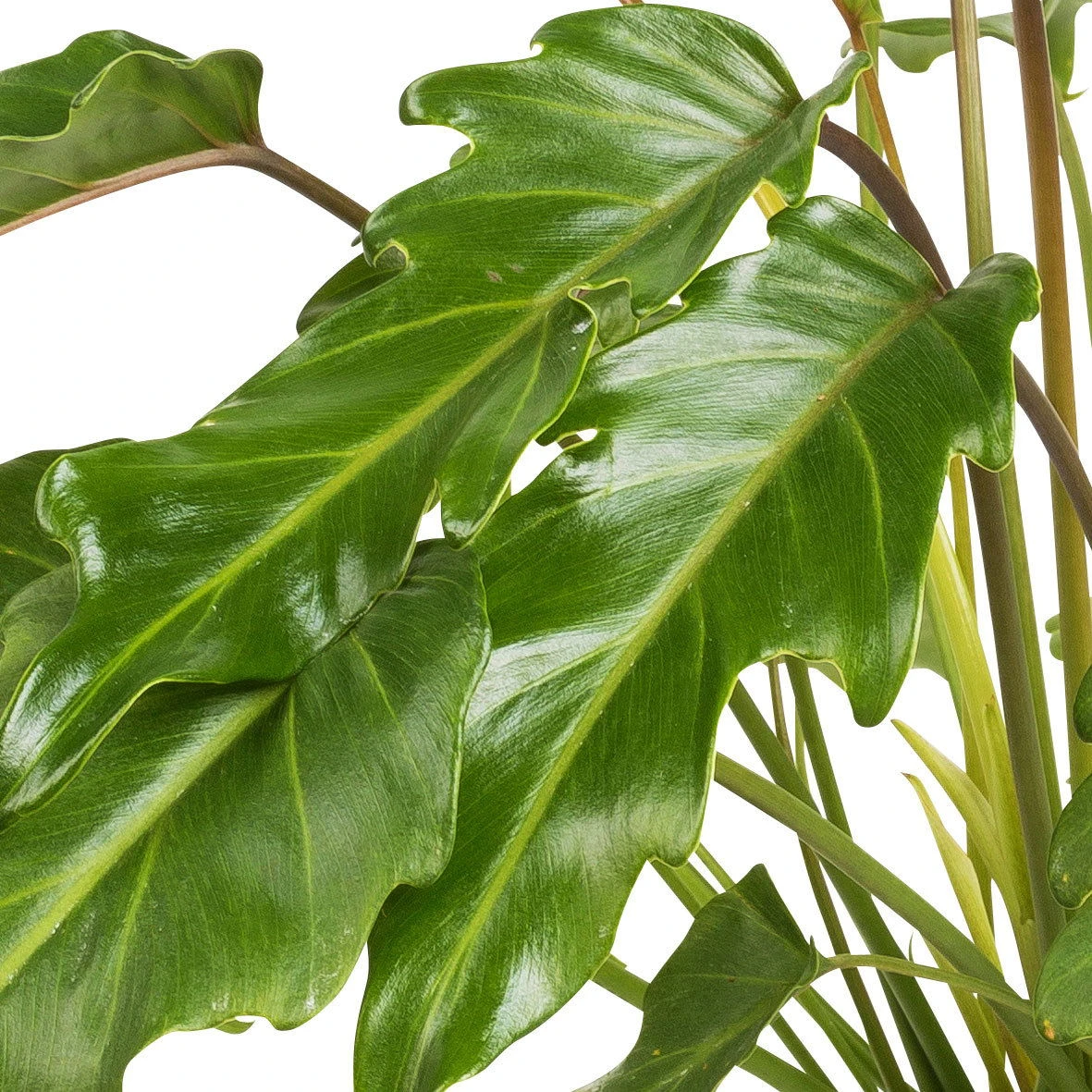 Philodendron Xanadu, Topf-Ø 17 Cm, Höhe Ca. 55 Cm 2 Philodendron Xanadu, Topf-Ø 17 Cm, Höhe Ca. 55 Cm – Bild 2
