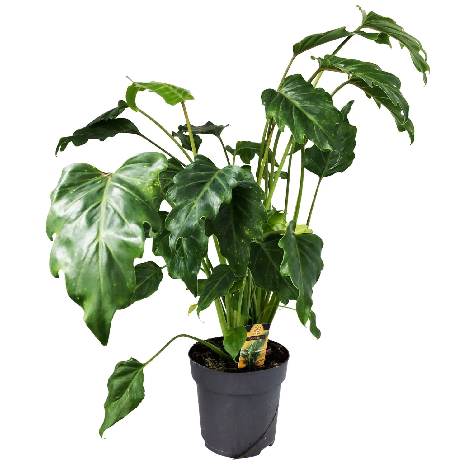 Philodendron Xanadu, Topf-Ø 17 Cm, Höhe Ca. 55 Cm 3 Philodendron Xanadu, Topf-Ø 17 Cm, Höhe Ca. 55 Cm – Bild 3