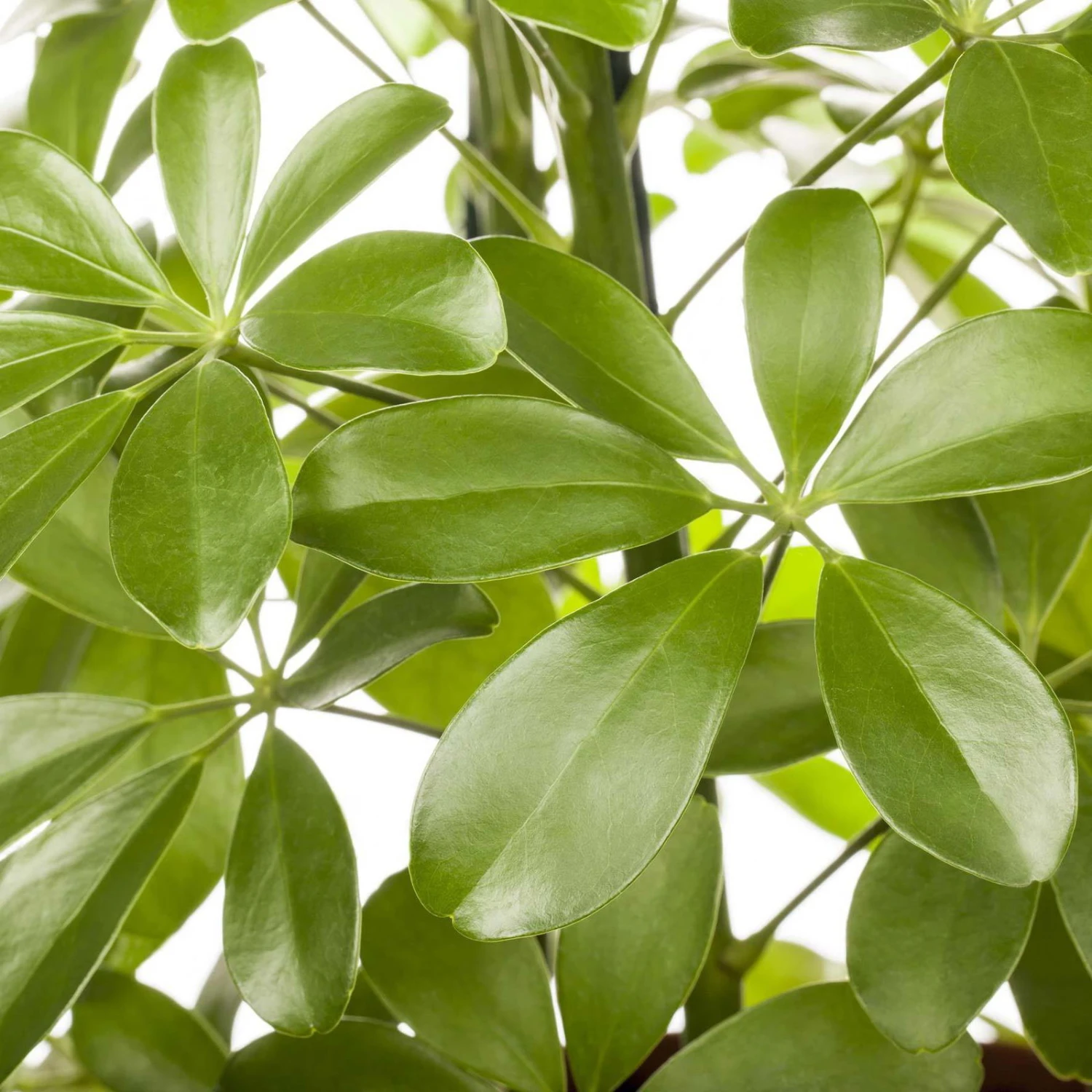 Schefflera Arboricola 'Nora', Topf-Ø 21 Cm, Höhe Ca. 55 Cm 3 Schefflera Arboricola 'Nora', Topf-Ø 21 Cm, Höhe Ca. 55 Cm – Bild 3