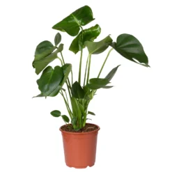 Monstera Deliciosa, Topf-Ø 21 Cm, Höhe Ca. 50-70 Cm 9 Monstera Deliciosa, Topf-Ø 21 Cm, Höhe Ca. 50-70 Cm -Elho || LECHUZA Verkäufe 0220107660 Monstera Busch 2