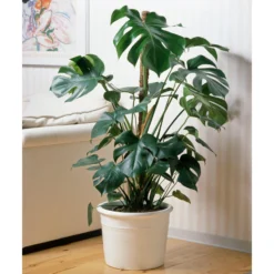 Monstera Deliciosa, Topf-Ø 21 Cm, Höhe Ca. 50-70 Cm 8 Monstera Deliciosa, Topf-Ø 21 Cm, Höhe Ca. 50-70 Cm -Elho || LECHUZA Verkäufe 0220107660 Monstera Busch