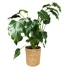 Philodendron Xanadu Im Korb Maki, Topf-Ø 17 Cm, Höhe Ca. 55 Cm
