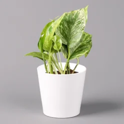 Elho || LECHUZA Verkäufe -Elho || LECHUZA Verkäufe 0220108126 Epipr Marble Queen Topf Dallas weiss 12