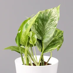 Efeutute 'Marble Queen' Inkl. Topf Weiß, Topf-Ø 12 Cm, Höhe Ca. 15 Cm, 3er-Set 10 Efeutute 'Marble Queen' Inkl. Topf Weiß, Topf-Ø 12 Cm, Höhe Ca. 15 Cm, 3er-Set -Elho || LECHUZA Verkäufe 0220108126 Epipr Marble Queen Topf Dallas weiss 22