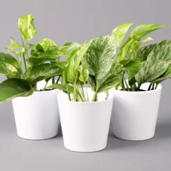 Efeutute 'Marble Queen' Inkl. Topf Weiß, Topf-Ø 12 Cm, Höhe Ca. 15 Cm, 3er-Set