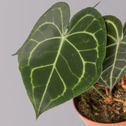 Anthurium Clarinervium, Topf-Ø 15 Cm, Höhe Ca. 40 Cm -Elho || LECHUZA Verkäufe 0220108197 Anthurium clarinervium T15 2 120789