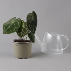 Anthurium Clarinervium, Topf-Ø 15 Cm, Höhe Ca. 40 Cm