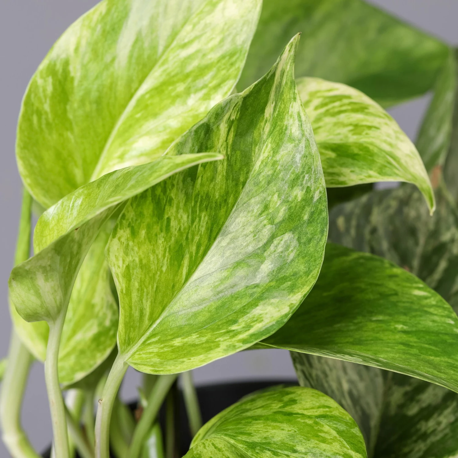 Efeutute 'Marble Queen', Topf-Ø 12 Cm, Höhe Ca. 40 Cm, 3er-Set 5 Efeutute 'Marble Queen', Topf-Ø 12 Cm, Höhe Ca. 40 Cm, 3er-Set – Bild 5