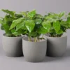 Kaffeepflanze, Topf-Ø 12 Cm, Höhe Ca. 25 Cm, 3er-Set