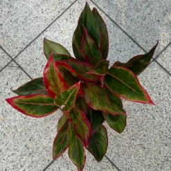 Aglaonema 'Crete', Mit Übertopf Dallas Weiß, Topf-Ø 12 Cm -Elho || LECHUZA Verkäufe 0220108451 T12 0220108597 Aglaonema Crete Dallas weiss 14cm 7 125628