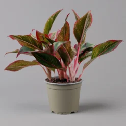 Aglaonema 'Crete', Mit Übertopf Dallas Weiß, Topf-Ø 12 Cm -Elho || LECHUZA Verkäufe 0220108451 T12 0220108597 Aglaonema Crete Dallas weiss 14cm f 126164