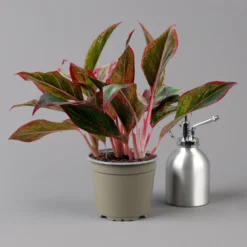 Aglaonema 'Crete', Mit Übertopf Dallas Weiß, Topf-Ø 12 Cm -Elho || LECHUZA Verkäufe 0220108451 T12 0220108597 Aglaonema Crete Dallas weiss 14cm t 126163