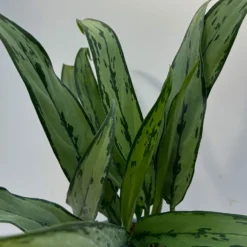 Aglaonema 'Cutlass', Mit Übertopf Dallas Weiß, Topf-Ø 12 Cm -Elho || LECHUZA Verkäufe 0220108452 T12 0220108593 Aglaonema Cutlass Dallas weiss 14cm 3 125633
