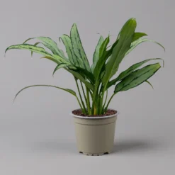 Aglaonema 'Cutlass', Mit Übertopf Dallas Weiß, Topf-Ø 12 Cm -Elho || LECHUZA Verkäufe 0220108452 T12 0220108593 Aglaonema Cutlass Dallas weiss 14cm f 126165