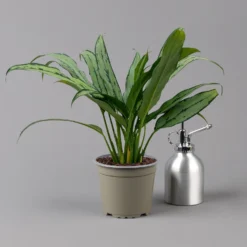 Aglaonema 'Cutlass', Mit Übertopf Dallas Weiß, Topf-Ø 12 Cm -Elho || LECHUZA Verkäufe 0220108452 T12 0220108593 Aglaonema Cutlass Dallas weiss 14cm t 126166