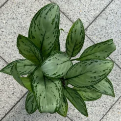 Aglaonema 'Maria Christina', Mit Übertopf Dallas Weiß, Topf-Ø 12 Cm -Elho || LECHUZA Verkäufe 0220108453 T12 0220108599 Aglaonema Maria Christina Dallas weiss 14cm 2 125635