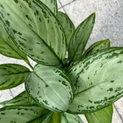 Aglaonema 'Maria Christina', Mit Übertopf Dallas Weiß, Topf-Ø 12 Cm -Elho || LECHUZA Verkäufe 0220108453 T12 0220108599 Aglaonema Maria Christina Dallas weiss 14cm 3 125637