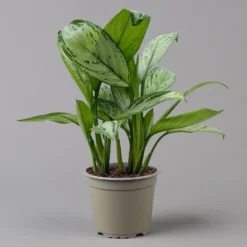 Aglaonema 'Maria Christina', Mit Übertopf Dallas Weiß, Topf-Ø 12 Cm -Elho || LECHUZA Verkäufe 0220108453 T12 0220108599 Aglaonema Maria Christina Dallas weiss 14cm f 126168