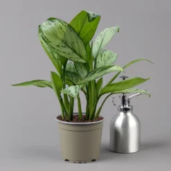 Aglaonema 'Maria Christina', Mit Übertopf Dallas Weiß, Topf-Ø 12 Cm -Elho || LECHUZA Verkäufe 0220108453 T12 0220108599 Aglaonema Maria Christina Dallas weiss 14cm t 126167