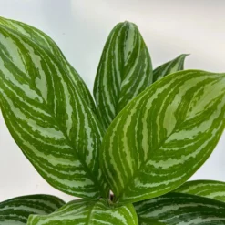 Aglaonema 'Stripes', Topf-Ø 12 Cm Mit Übertopf Dallas Weiß -Elho || LECHUZA Verkäufe 0220108574 T12 0220108592 Aglaonema Stripes T12 Dallas weiss 14cm 1 125655