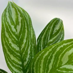 Aglaonema 'Stripes', Topf-Ø 12 Cm Mit Übertopf Dallas Weiß -Elho || LECHUZA Verkäufe 0220108574 T12 0220108592 Aglaonema Stripes T12 Dallas weiss 14cm 2 125654