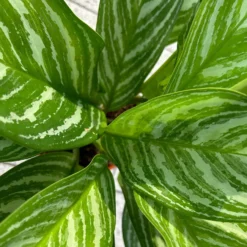 Aglaonema 'Stripes', Topf-Ø 17 Cm, Höhe Ca. 50 Cm -Elho || LECHUZA Verkäufe 0220108575 Aglaonema Stripes 17cmT H50cm 5 125660