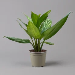 Aglaonema 'Stripes', Topf-Ø 17 Cm, Höhe Ca. 50 Cm -Elho || LECHUZA Verkäufe 0220108575 Aglaonema Stripes 17cmT H50cm f1 126179