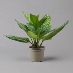 Aglaonema 'Stripes', Topf-Ø 17 Cm, Höhe Ca. 50 Cm -Elho || LECHUZA Verkäufe 0220108575 Aglaonema Stripes 17cmT H50cm f 126180