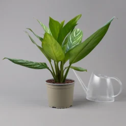 Aglaonema 'Stripes', Topf-Ø 17 Cm, Höhe Ca. 50 Cm