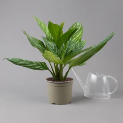 Aglaonema 'Stripes', Topf-Ø 17 Cm, Höhe Ca. 50 Cm -Elho || LECHUZA Verkäufe 0220108575 Aglaonema Stripes 17cmT H50cm t 126182