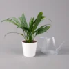 Aglaonema 'Cutlass', Mit Übertopf Dallas Weiß, Topf-Ø 12 Cm