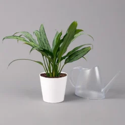 Aglaonema 'Cutlass', Mit Übertopf Dallas Weiß, Topf-Ø 12 Cm