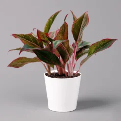 Aglaonema 'Crete', Mit Übertopf Dallas Weiß, Topf-Ø 12 Cm -Elho || LECHUZA Verkäufe 0220108597 Aglaonema Crete Dallas weiss 14cm f 126189