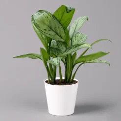 Aglaonema 'Maria Christina', Mit Übertopf Dallas Weiß, Topf-Ø 12 Cm -Elho || LECHUZA Verkäufe 0220108599 Aglaonema Maria Christina Dallas weiss 14cm f 126194