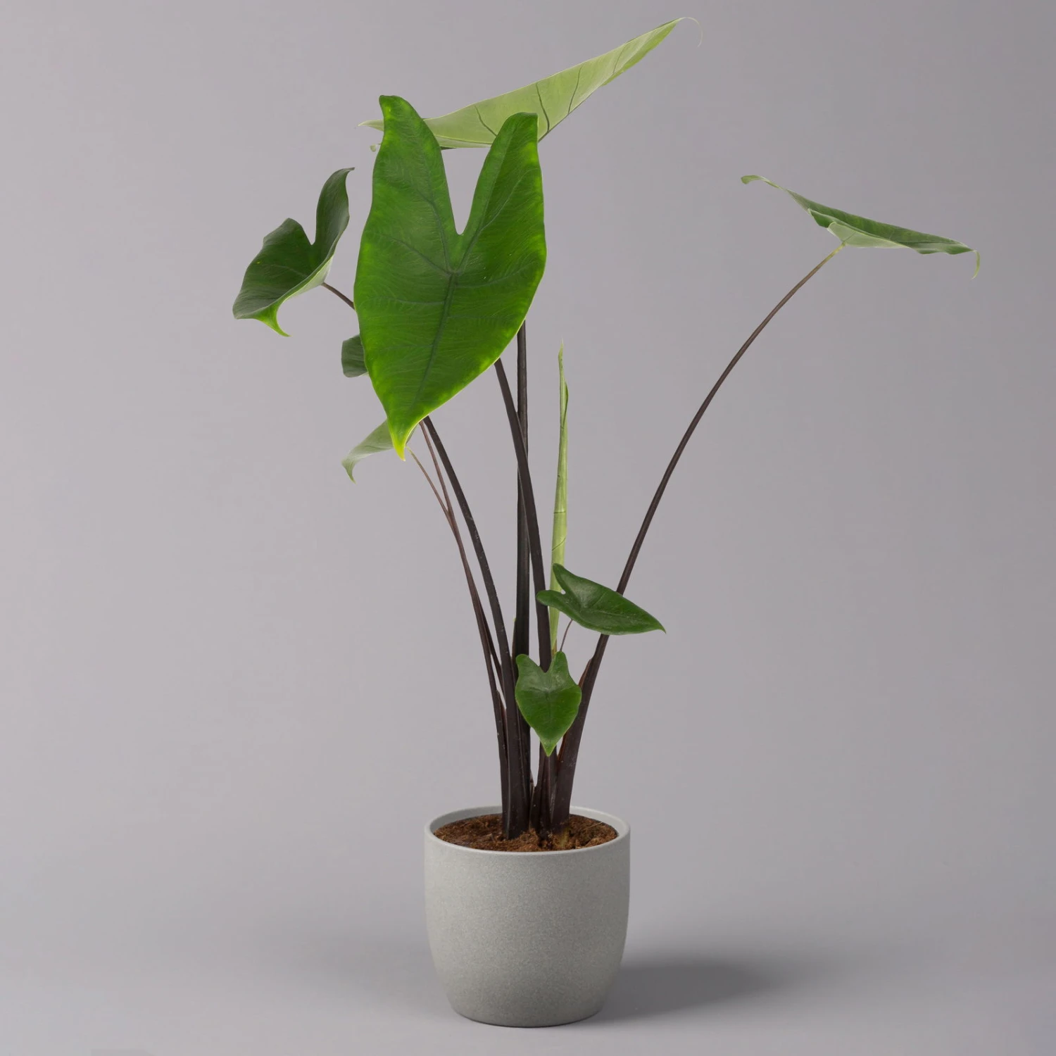 Alocasia Zebrina 'Black Stem', Topf-Ø 14 Cm, Höhe Ca. 45 Cm 4 Alocasia Zebrina 'Black Stem', Topf-Ø 14 Cm, Höhe Ca. 45 Cm – Bild 4