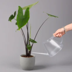 Alocasia Zebrina 'Black Stem', Topf-Ø 14 Cm, Höhe Ca. 45 Cm 8 Alocasia Zebrina 'Black Stem', Topf-Ø 14 Cm, Höhe Ca. 45 Cm -Elho || LECHUZA Verkäufe 0220110103 Alocasia Black Zebrina 23