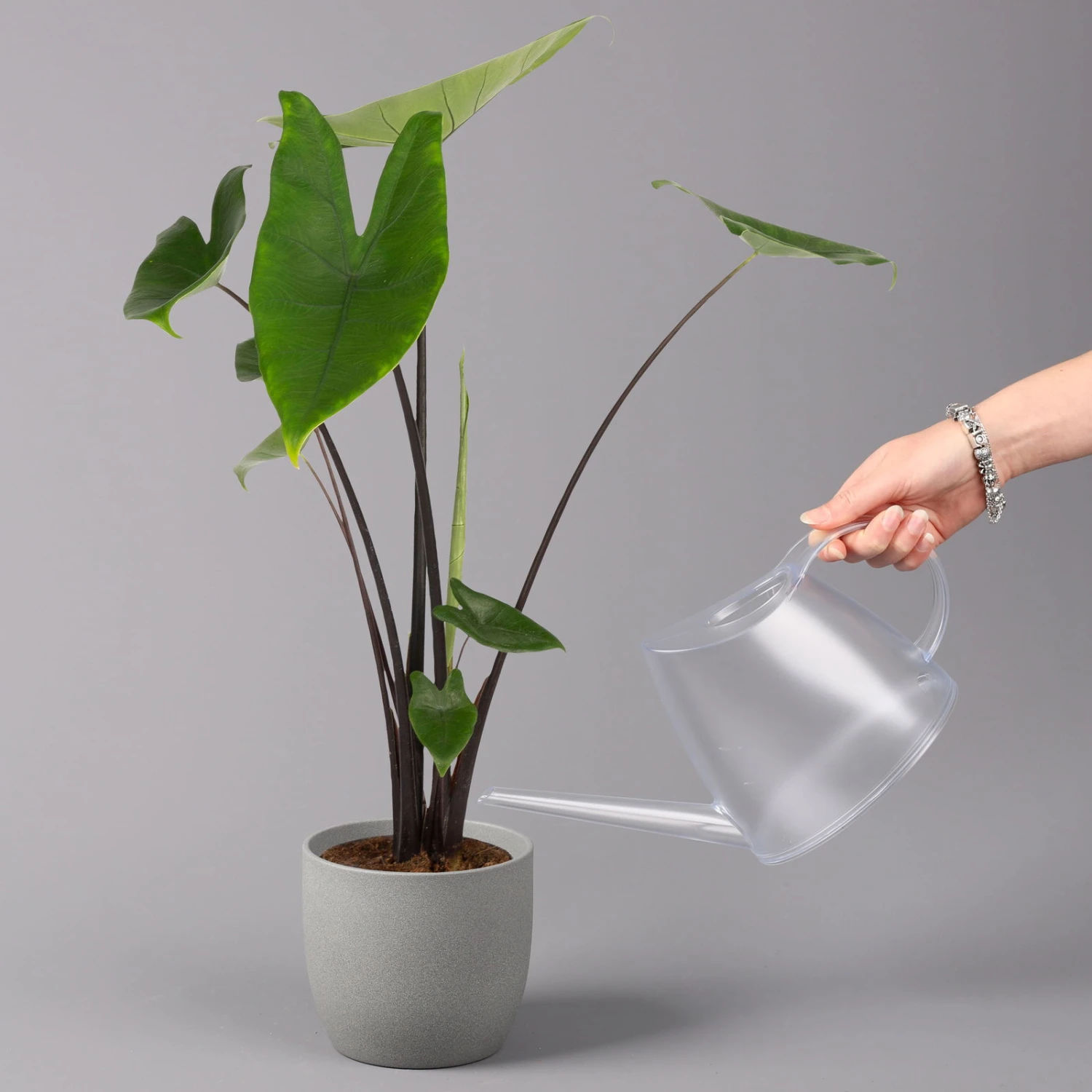 Alocasia Zebrina 'Black Stem', Topf-Ø 14 Cm, Höhe Ca. 45 Cm 3 Alocasia Zebrina 'Black Stem', Topf-Ø 14 Cm, Höhe Ca. 45 Cm – Bild 3