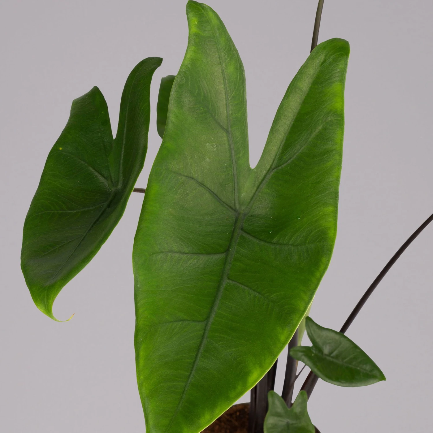 Alocasia Zebrina 'Black Stem', Topf-Ø 14 Cm, Höhe Ca. 45 Cm 2 Alocasia Zebrina 'Black Stem', Topf-Ø 14 Cm, Höhe Ca. 45 Cm – Bild 2