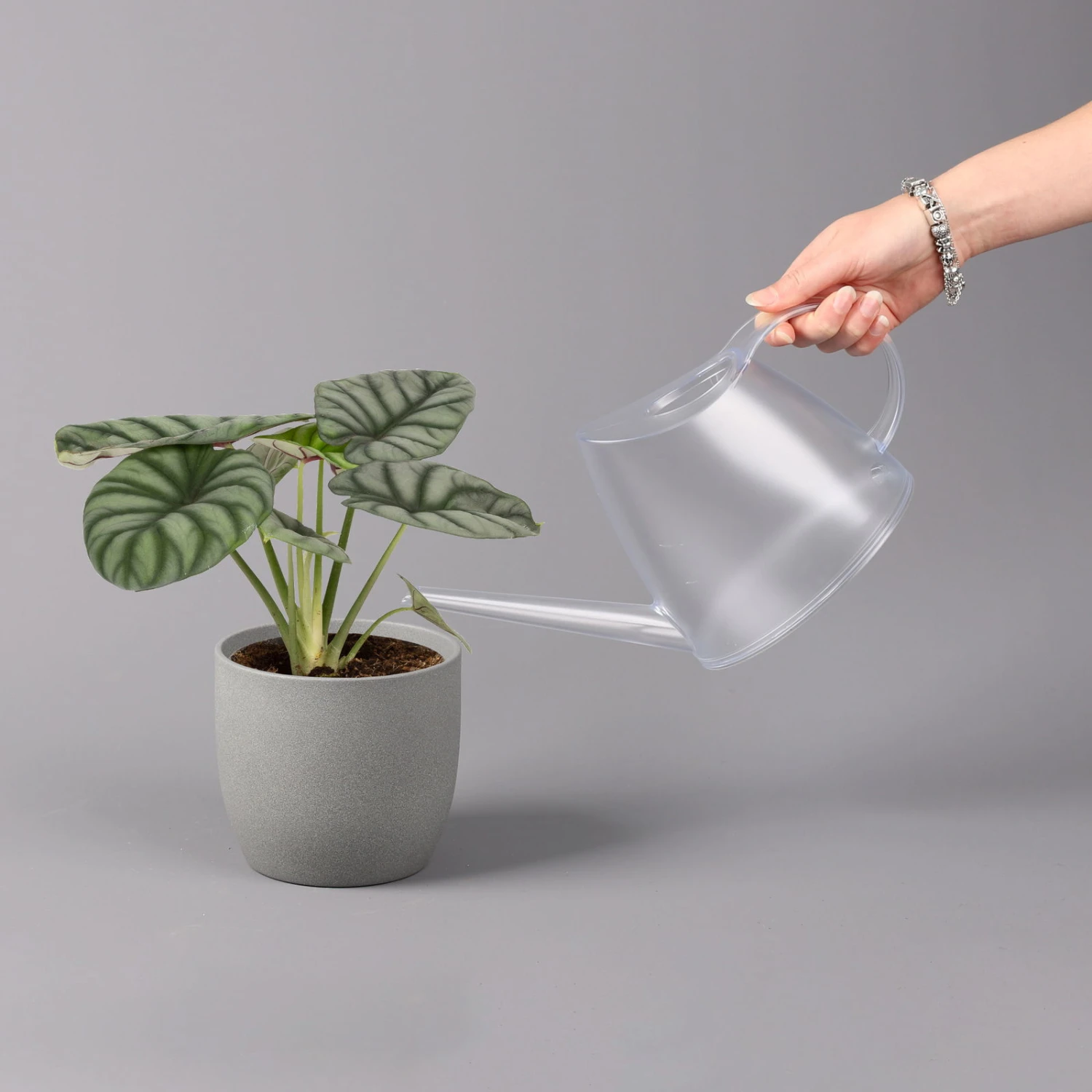 Alocasia Baginda 'Silver Dragon', Topf-Ø 14 Cm, Höhe Ca. 35 Cm 3 Alocasia Baginda 'Silver Dragon', Topf-Ø 14 Cm, Höhe Ca. 35 Cm – Bild 3