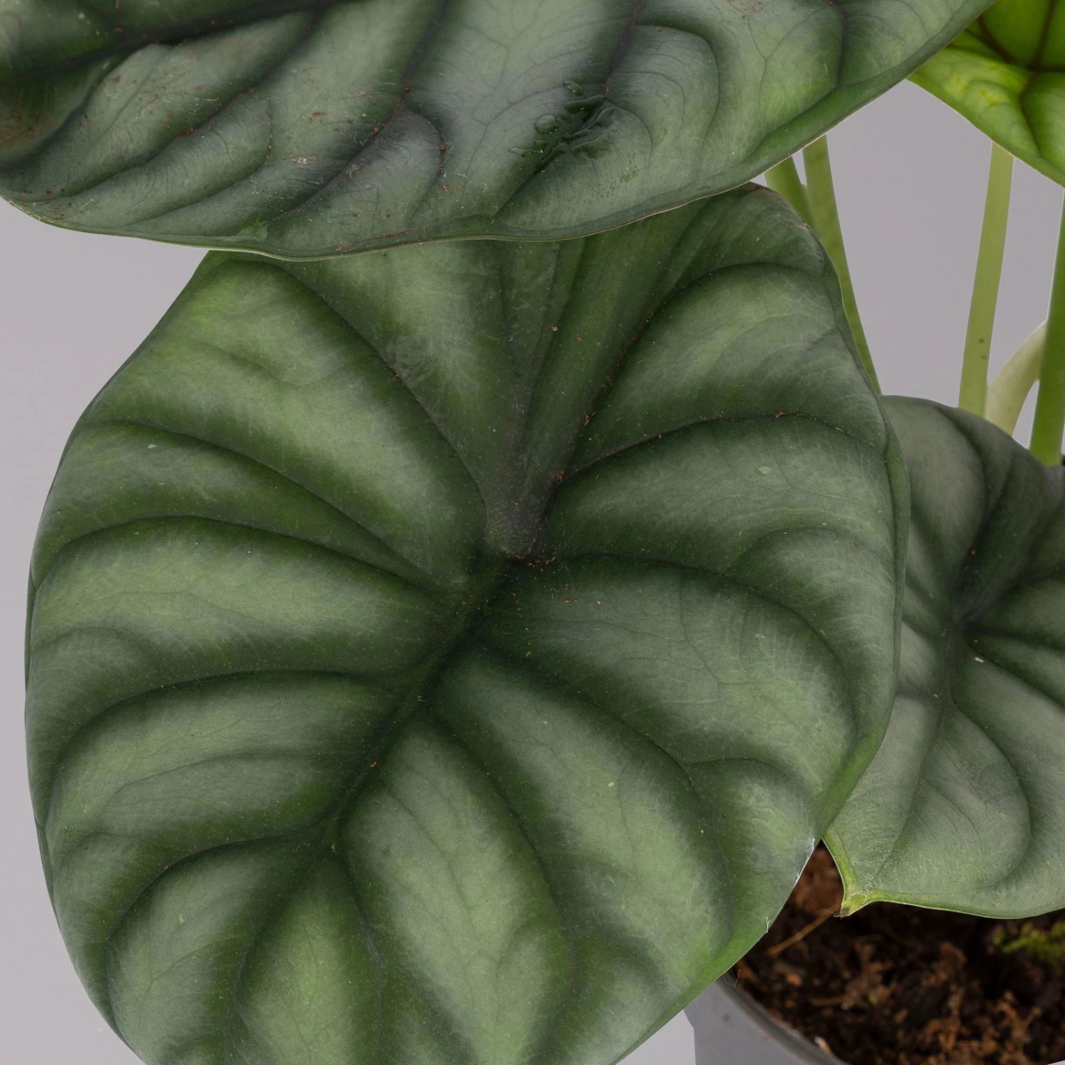 Alocasia Baginda 'Silver Dragon', Topf-Ø 14 Cm, Höhe Ca. 35 Cm 2 Alocasia Baginda 'Silver Dragon', Topf-Ø 14 Cm, Höhe Ca. 35 Cm – Bild 2