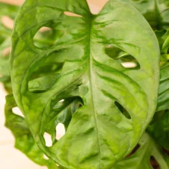 Grünpflanzen Trend-Mix Für Halbschattig/schattige Standorte, Topf 12 Cm Ø -Elho || LECHUZA Verkäufe 0220150063 6