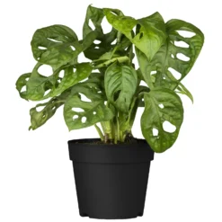 Grünpflanzen Trend-Mix Für Halbschattig/schattige Standorte, Topf 12 Cm Ø -Elho || LECHUZA Verkäufe 0220150063 7