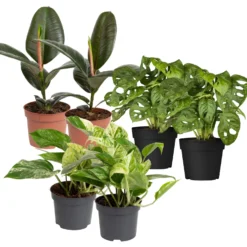 Grünpflanzen Trend-Mix Für Halbschattig/schattige Standorte, Topf 12 Cm Ø