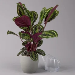 Calathea 'Medallion', Topf-Ø 19 Cm, Höhe Ca. 85 Cm -Elho || LECHUZA Verkäufe 0220160008 Calathea Medaillon 19cm 3 109549