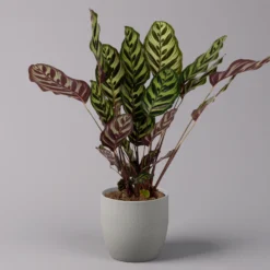 Calathea Makoyana, Topf-Ø 17 Cm, Höhe Ca. 45 Cm