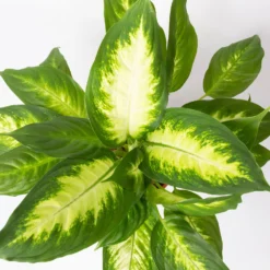 Dieffenbachie 'Camilla' , Topf-Ø17cm, Höhe Ca. 50-60 Cm -Elho || LECHUZA Verkäufe 0220170048 Dieffenbachia Camilla 17 cm 22